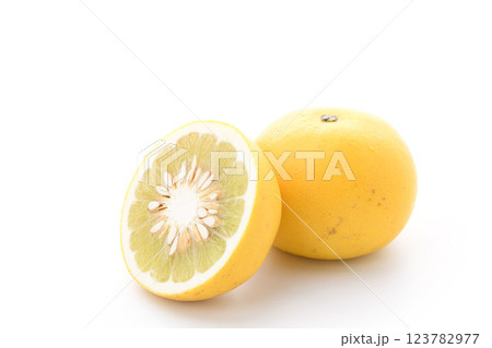 土佐文旦 (白背景) 土佐文旦 (白背景) 123782977