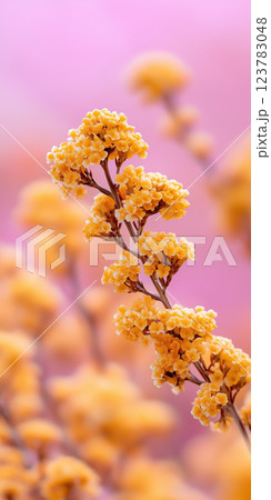 dreamy canola flower field stretching endlessly under soft pink sky 123783048