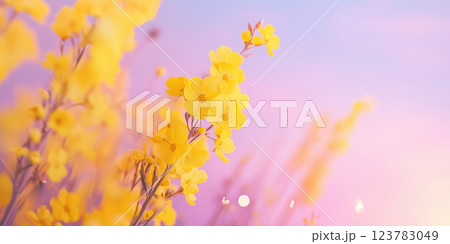 dreamy canola flower field stretching endlessly under pastel sky dreamy canola flower field stretching endlessly under pastel sky 123783049