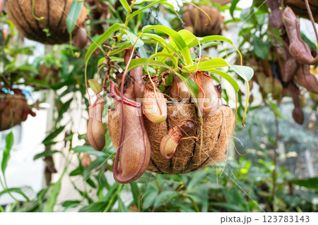 ウツボカズラ うつぼかずら 靫葛 123783143