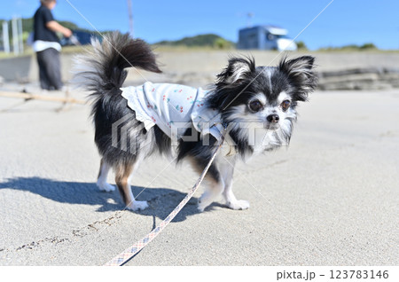 愛犬とビーチで散歩 チワワ 愛犬とビーチで散歩 チワワ 123783146