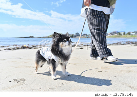 愛犬とビーチで散歩する女性　　笑顔のチワワ 123783149
