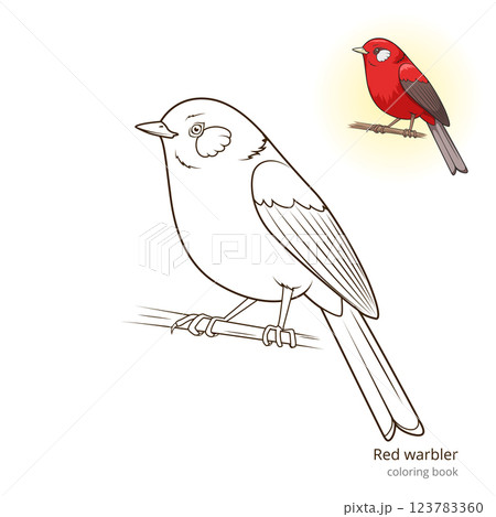 Red warbler bird coloring book vector Red warbler bird coloring book vector 123783360