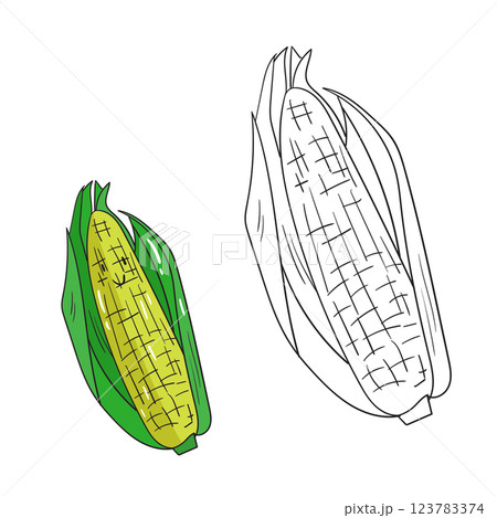 Educational game coloring book corn fruit vector 123783374