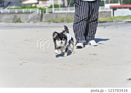 高齢犬 海でお散歩 ロングコートチワワ 高齢犬 海でお散歩 ロングコートチワワ 123783416