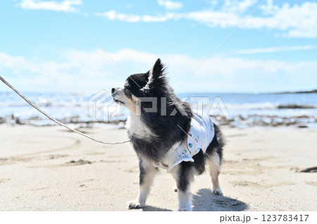 高齢犬　海のお散歩　ロングコートチワワ 123783417