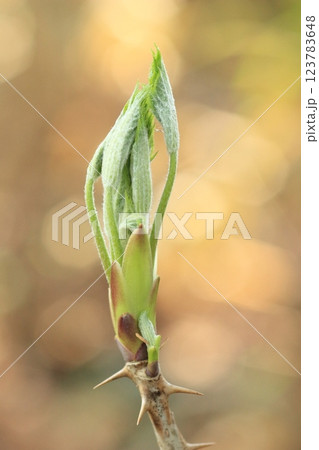 ハリギリの芽 ハリギリの芽 123783648