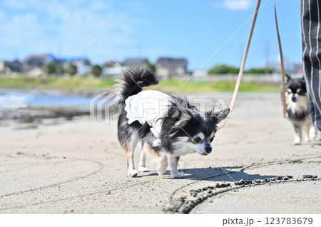 2匹のチワワとビーチで散歩する女性　 123783679