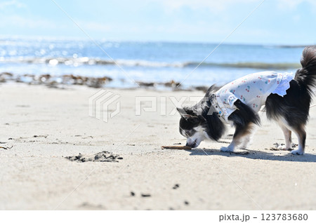 仔犬の海散歩　砂浜をクンクン　ロングコートチワワ 123783680