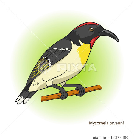 Myzomela taveuni bird educational game vector 123783803