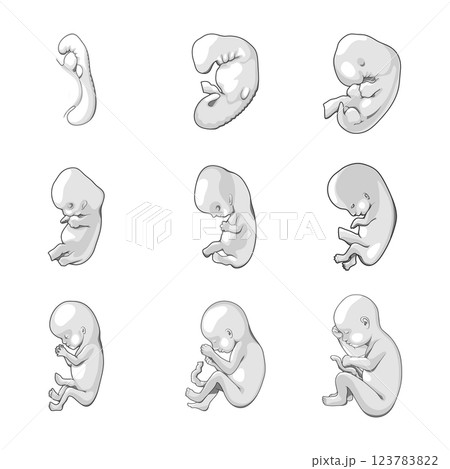 Stages of human fetal development schematic vectorのイラスト素材 [123783822 ...