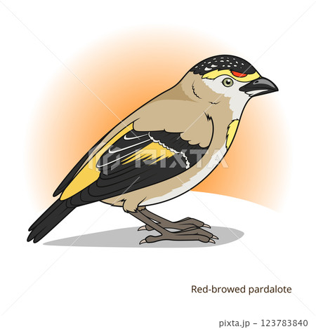 Red browed pardalote bird educational game vector Red browed pardalote bird educational game vector 123783840