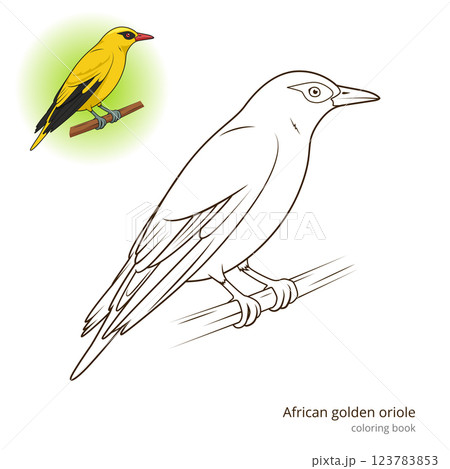 African Golden Oriole bird coloring book vector 123783853