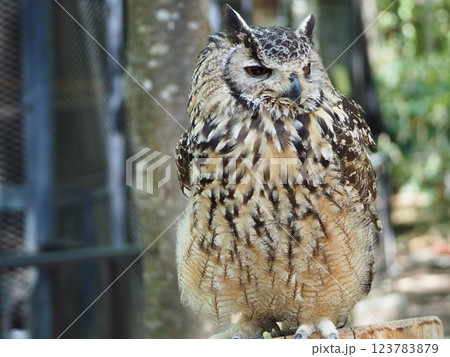 美しい羽毛のワシミミズク 123783879