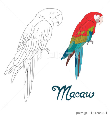 Educational game coloring book vector illustration Educational game coloring book vector illustration 123784021