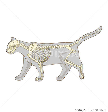 Cat skeleton veterinary vector illustration 123784079