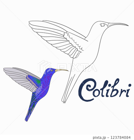 Educational game coloring book colibri bird vector Educational game coloring book colibri bird vector 123784084