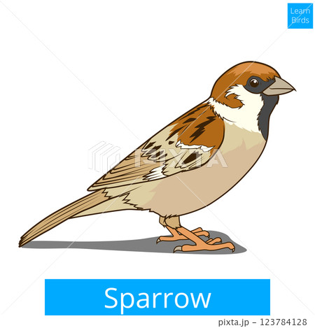 Sparrow learn birds educational game vector 123784128