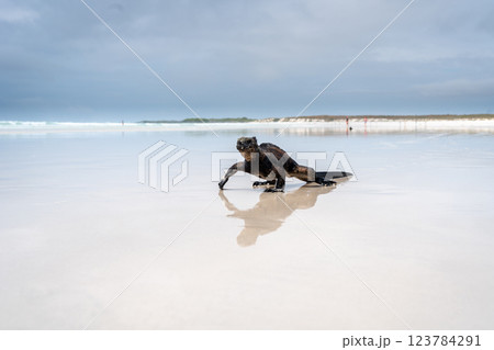 Marine iguana basking on Tortuga Bay beach, Galapagos, Ecuador 123784291