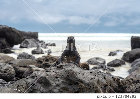 Marine iguana resting on rocks at Tortuga Bay beach, Galapagos, Ecuador Marine iguana resting on rocks at Tortuga Bay beach, Galapagos, Ecuador 123784292