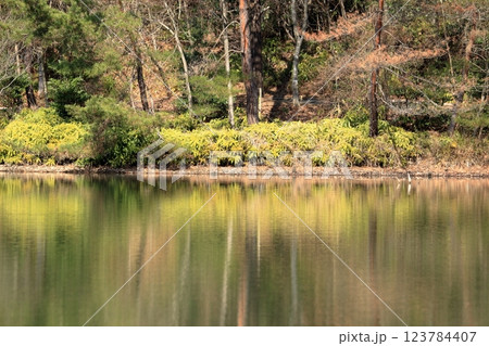 穏やかな池の水面と公園の散策路を囲む樹木 123784407