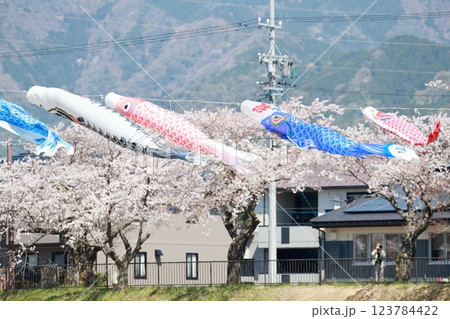 たなびく鯉のぼりと桜 たなびく鯉のぼりと桜 123784422