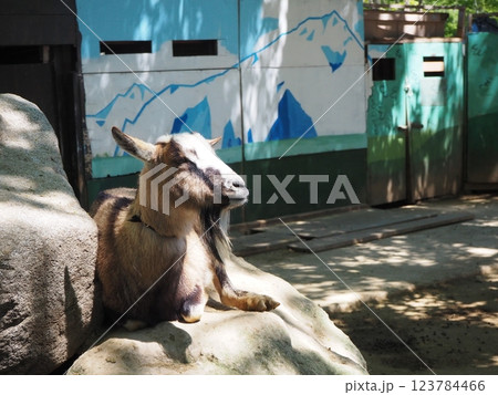 岩の上の山羊 123784466