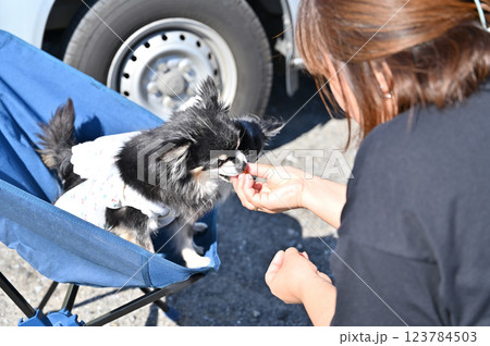 海で愛犬とオートキャンプをする女性チワワ キャンピングカー 海で愛犬とオートキャンプをする女性チワワ キャンピングカー 123784503