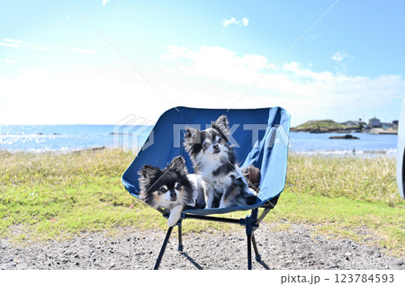 愛犬と海あそび ロングコートチワワ 愛犬と海あそび ロングコートチワワ 123784593