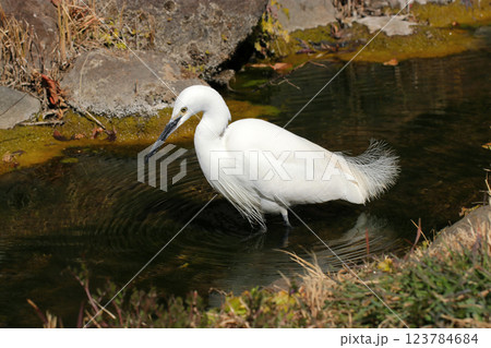 人里に近い畦で足を器用に使いながらエサを探す白いコサギ 123784684