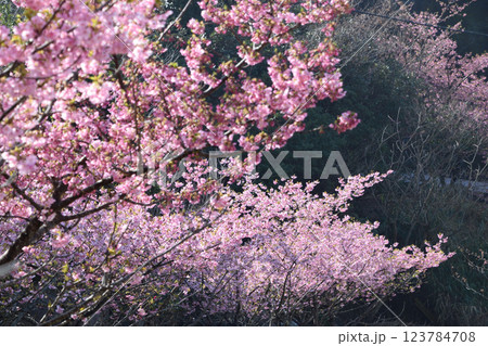 四浦半島河津桜 (越智小学校)  123784708