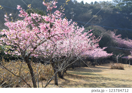 四浦半島河津桜 (越智小学校)  123784712