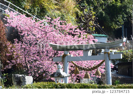 四浦半島河津桜 (天満神社) 四浦半島河津桜 (天満神社) 123784715