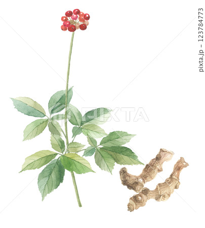 水彩で描いたトチバニンジン実と根　栃葉人参・実と根 123784773