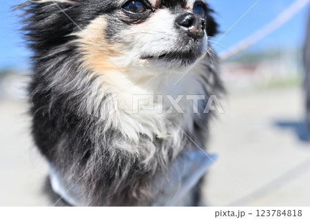高齢犬　海でお散歩のアップ　ロングコートチワワ 123784818