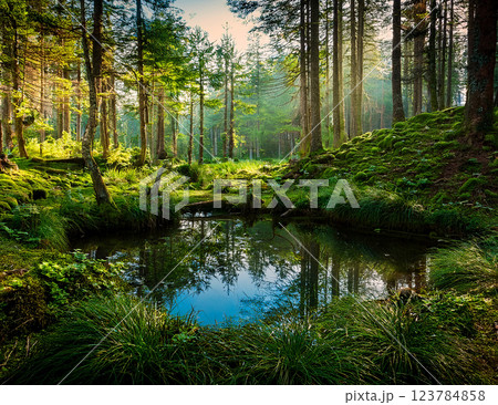 森の泉 森の泉 123784858