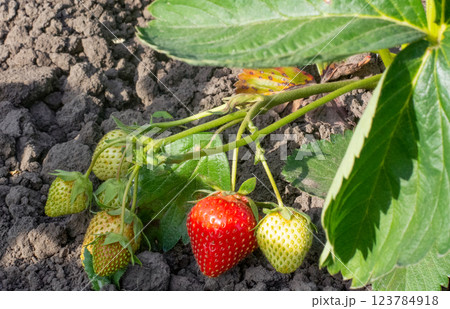 red strawberries ripe and green unripe in the garden, berry season red strawberries ripe and green unripe in the garden, berry season 123784918