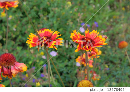 Gaillardia is growing in garden. Plant of Aster family. Gaillardia grows in meadow or open areas. Cottage garden. Gaillardia is growing in garden. Plant of Aster family. Gaillardia grows in meadow or open areas. Cottage garden. 123784934