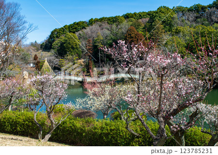 東京都町田市　薬師池公園　梅園　都指定名勝　 123785231
