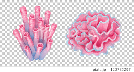 Tubular, hard pink coral, sea sponge. Ocean coral reefs. Watercolor and marker illustrations. Hand drawn isolated art. Underwater seabed animal for cosmetics packaging design, travel guides,playroom. 123785297