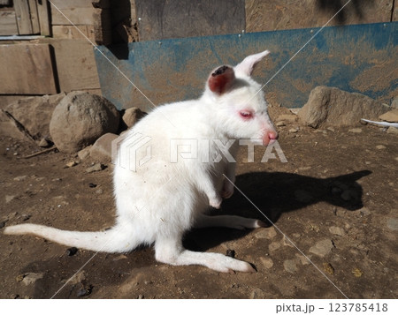 アルビノのベネットワラビーの赤ちゃん 123785418