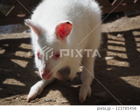 アルビノのベネットワラビーの赤ちゃん アルビノのベネットワラビーの赤ちゃん 123785456