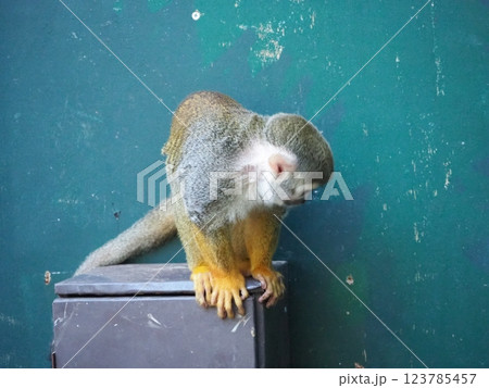 可愛らしいリスザル 可愛らしいリスザル 123785457