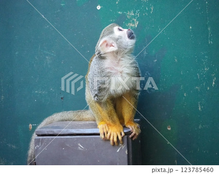 可愛らしいリスザル 123785460