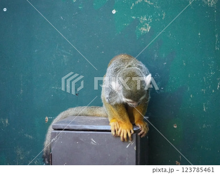 可愛らしいリスザル 可愛らしいリスザル 123785461