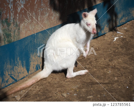 アルビノのベネットワラビーの赤ちゃん 123785561