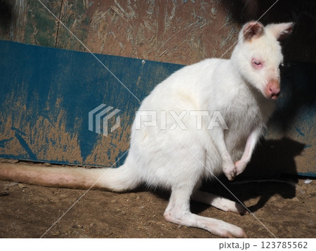 アルビノのベネットワラビーの赤ちゃん 123785562