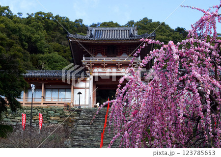 和歌浦天満宮の山門としだれ梅 123785653