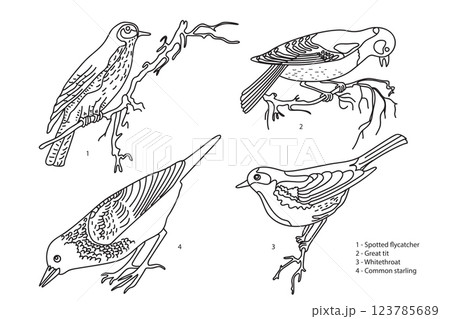 Line art botanical collection with garden birds isolated on white background. Hand drawn outline set of birds vector illustration. Graphic design for School Learning Material Manual Science Book Print Line art botanical collection with garden birds isolated on white background. Hand drawn outline set of birds vector illustration. Graphic design for School Learning Material Manual Science Book Print 123785689