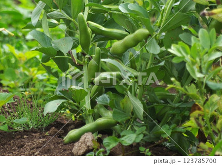 成長して空に向かって育つソラマメの様子 成長して空に向かって育つソラマメの様子 123785700